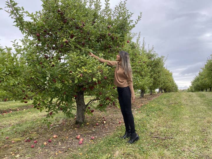 Picking apples